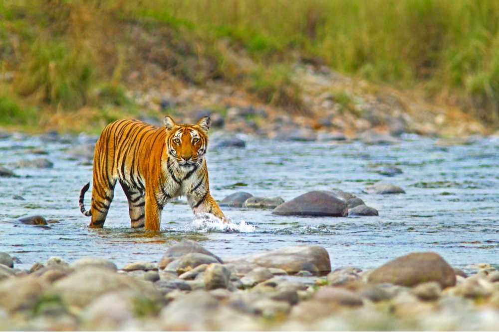 Jim Corbett Family Packages From Ahmedabad