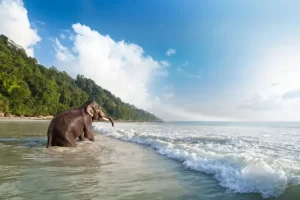 Elephant Beach