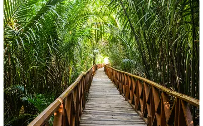 Dhani Nallah Mangrove Walkway