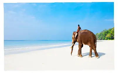 Elephant Beach