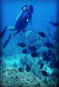 Scuba Diving in Andaman